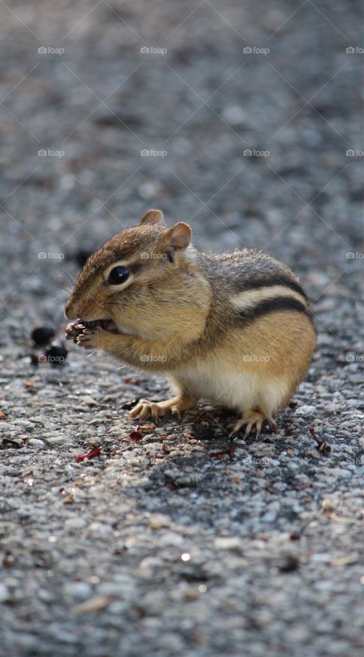 chipmunks