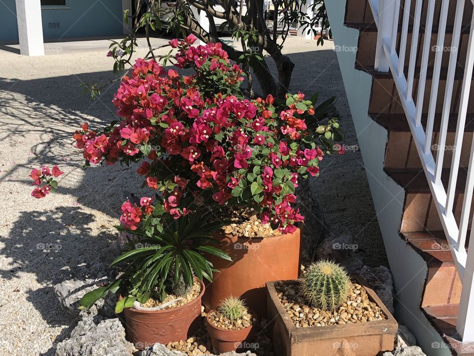 Bougainvillea 