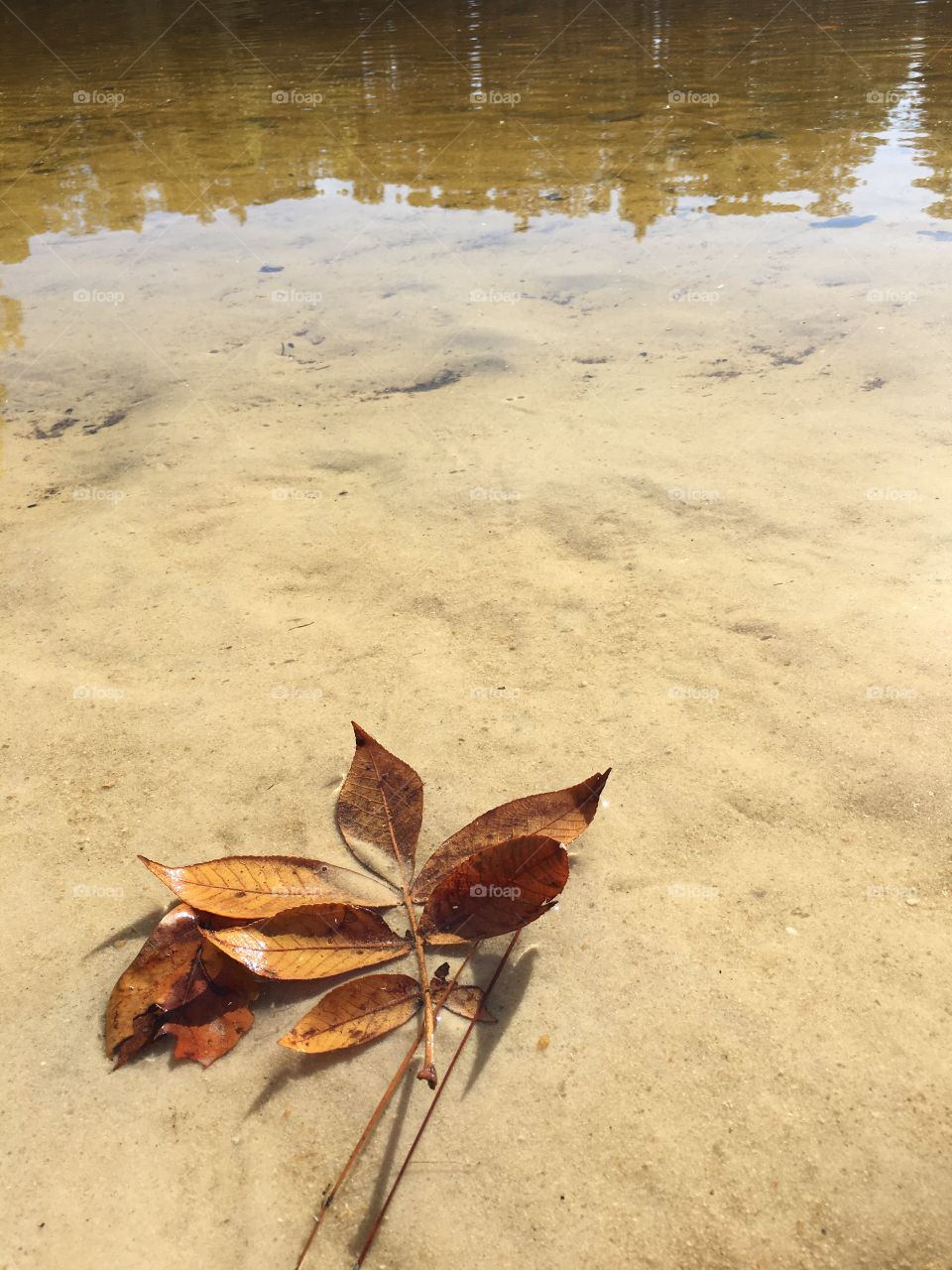 Leaf basking in the sun