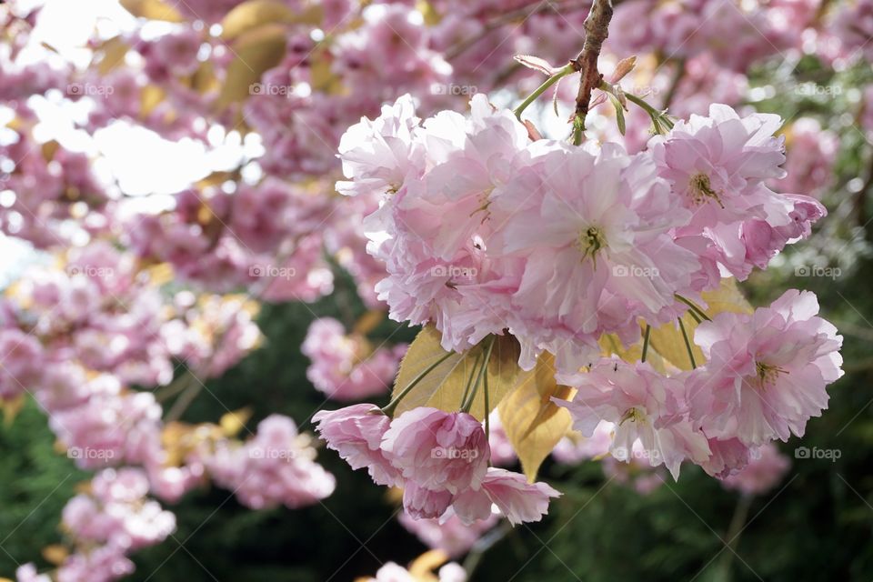 My Cherry Blossom tree at the bottom of the garden 