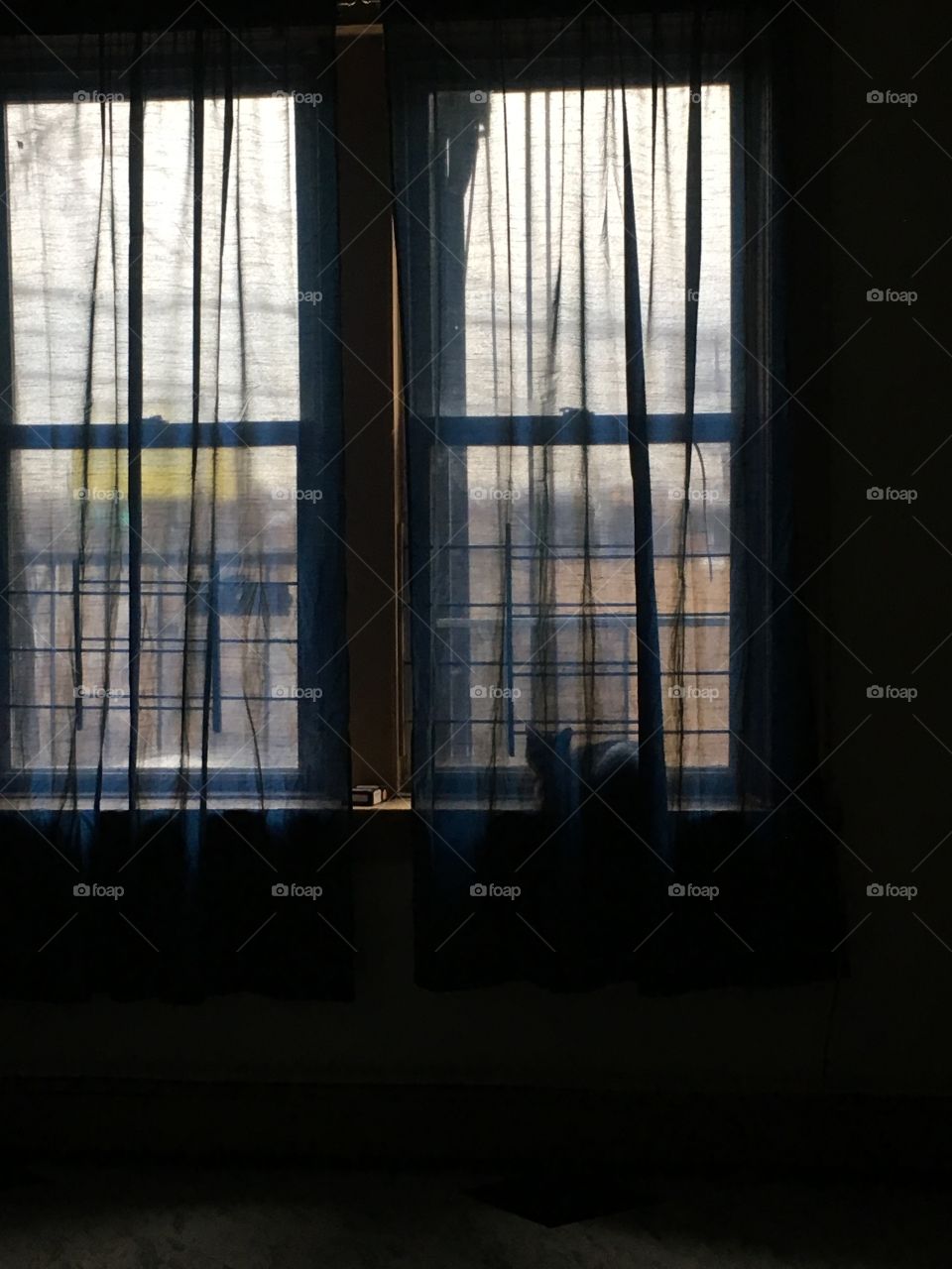 A Room With View (of a cat) 