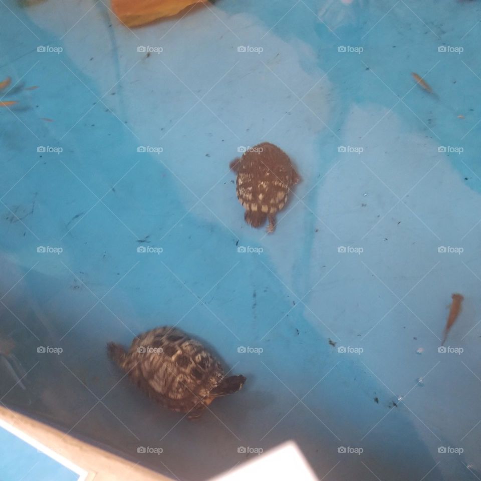 Turtles