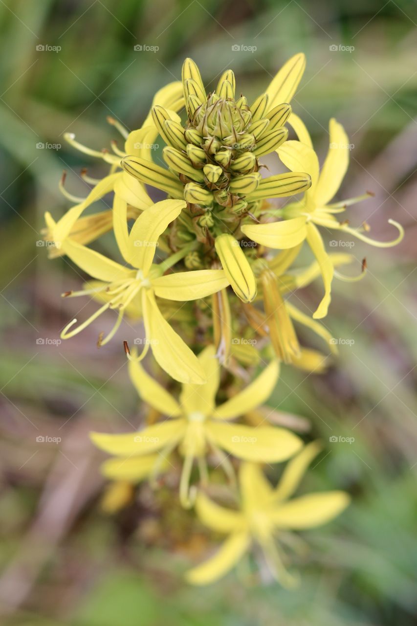 Nature, Flower, No Person, Flora, Leaf