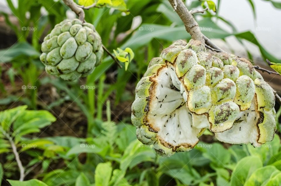 Burst Sweetsop On Tree