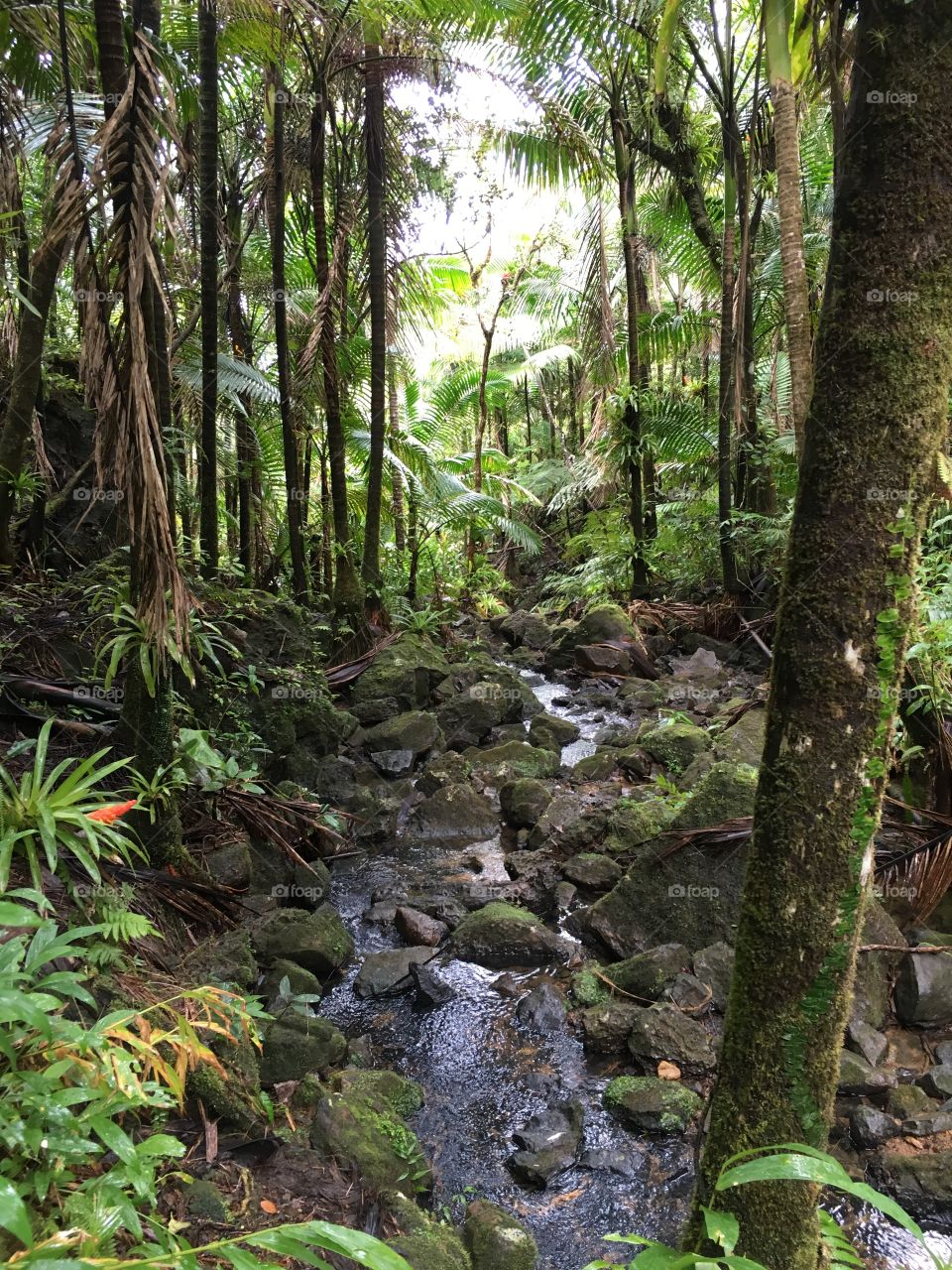 Peaceful little stream in the El Yunque National Rainforest, Puerto Rico