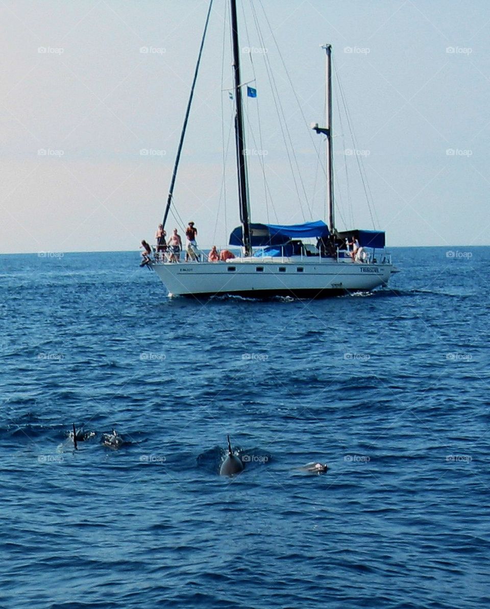 Dolphin encounter