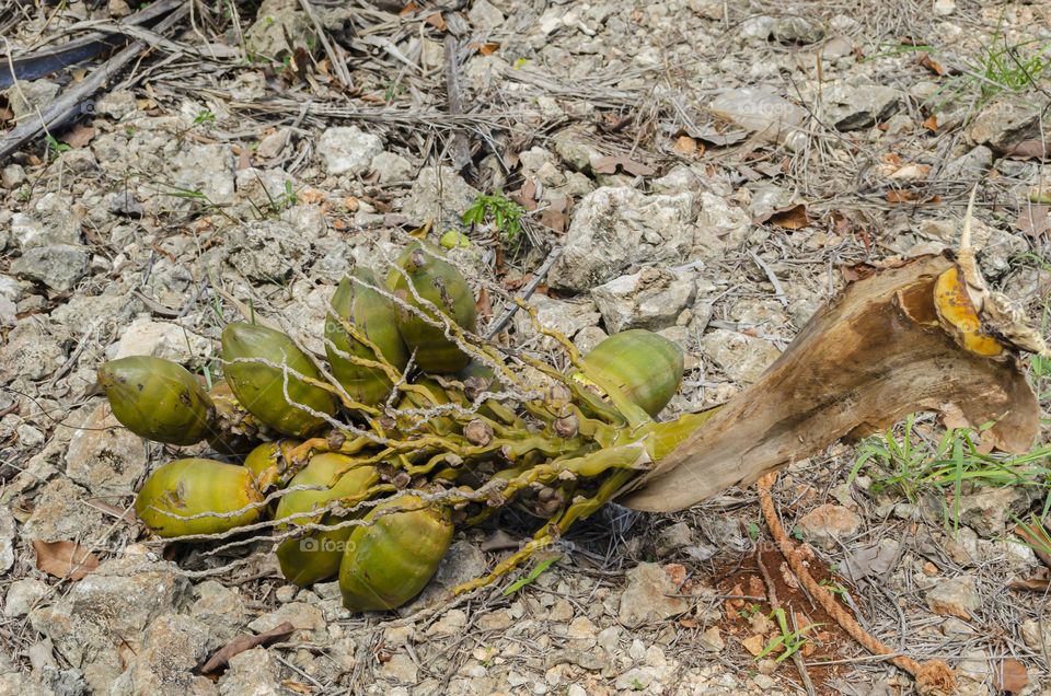 Bunch Of Coconuts On The Ground