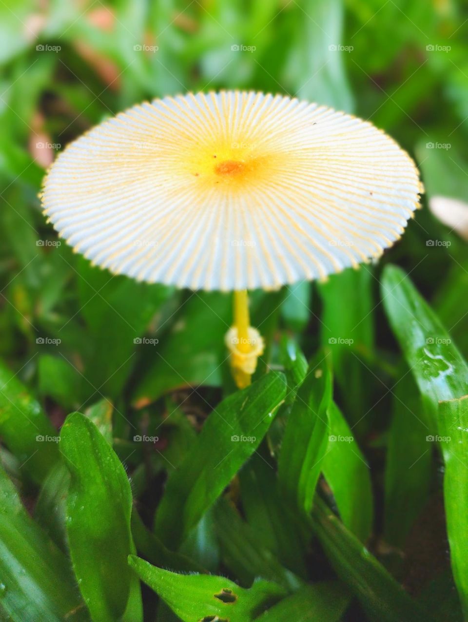 White Mushroom