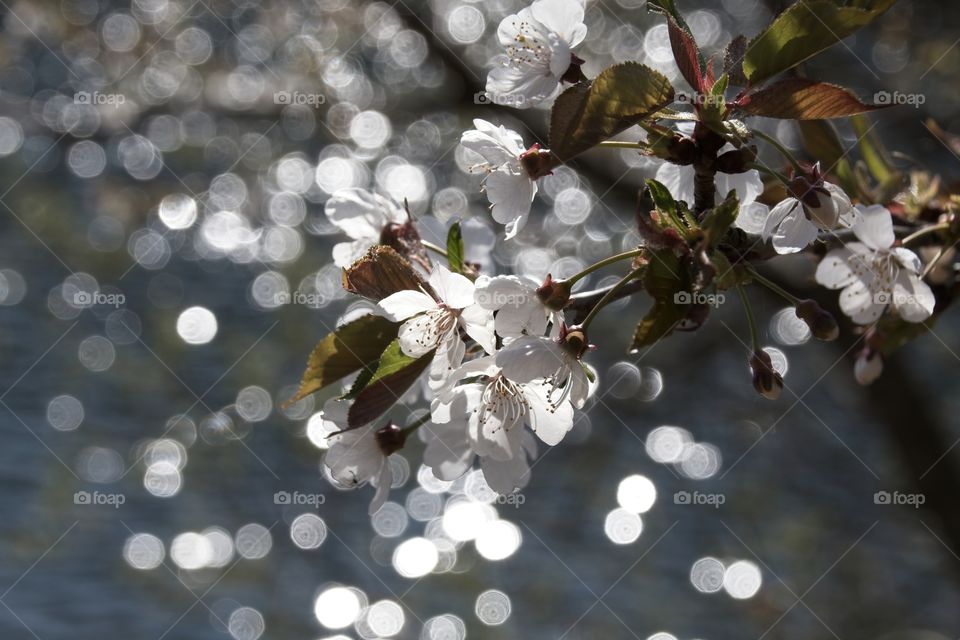 cherry blossom in spring