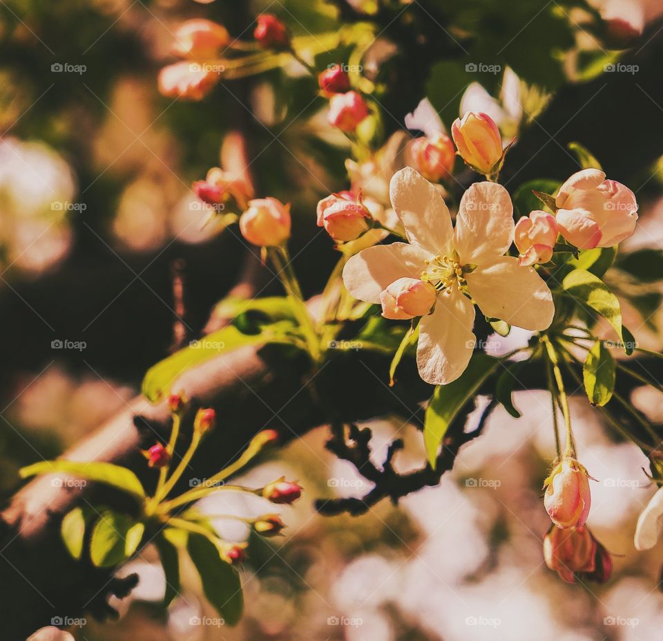 blossom