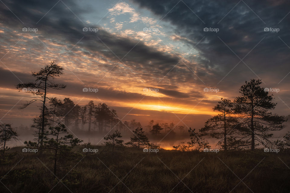 Sunlight. Sunrise. Fog. Mist.