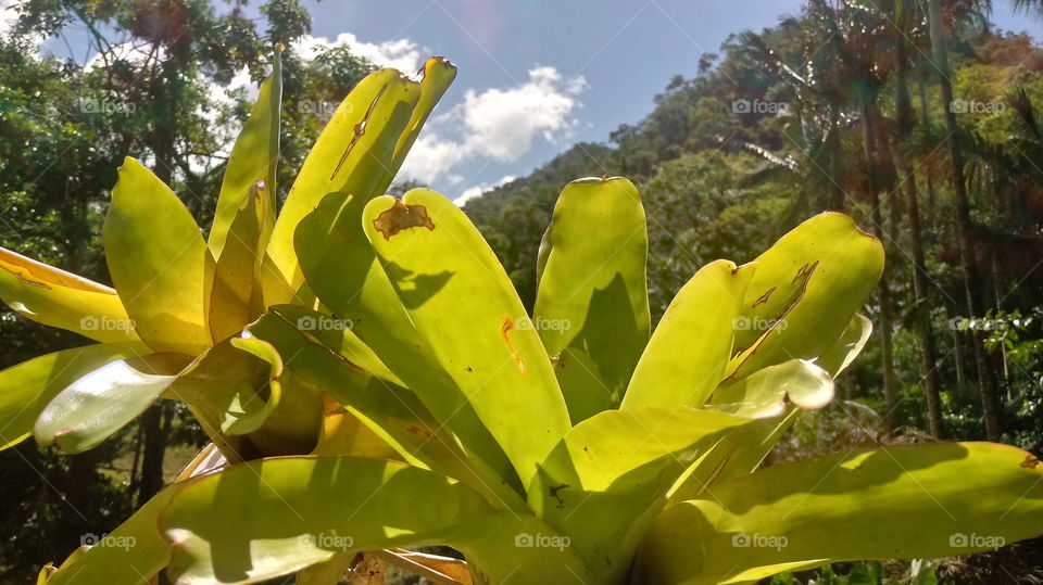 NATURE, FLOWER, GARDEN, PLANT, BROMELIANPFLANZE.