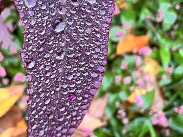 Raindrops on triangle orache 