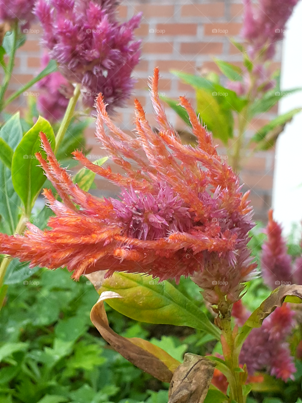 portrait of a flower