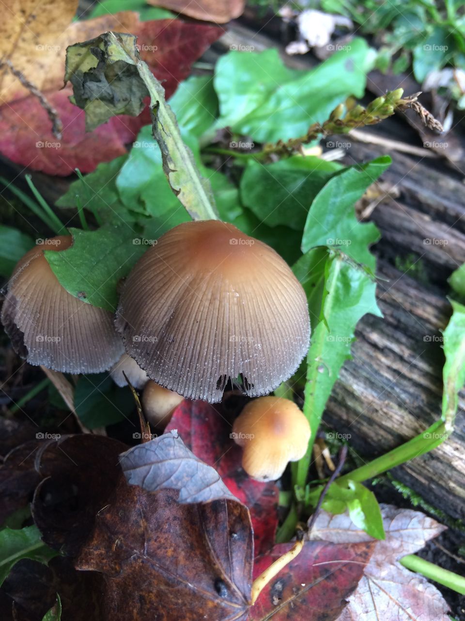 Mushrooms in Driveway