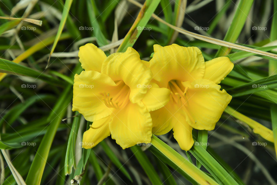 yellow flowers. bright yellow blossoms