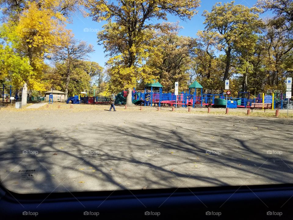 Tree, Road, Street, Park, City