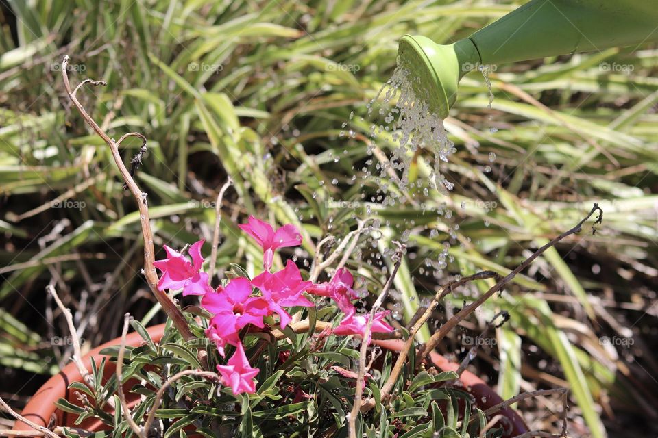 Watering newly planted flowers in full afternoon sun drops of water softly falling on plant