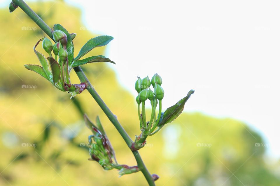 first buds on spring