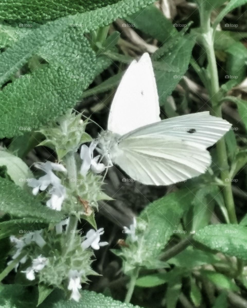 butterfly