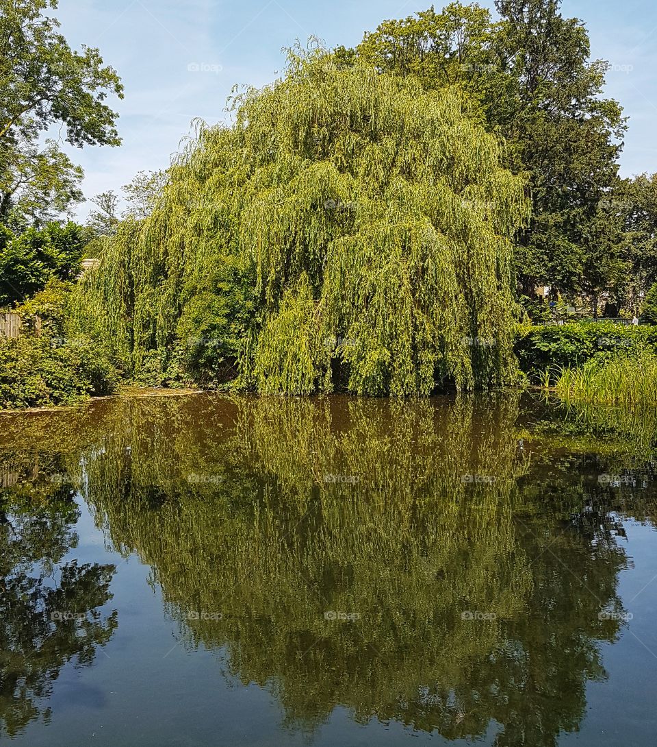 Reflection of tree. London, UK...