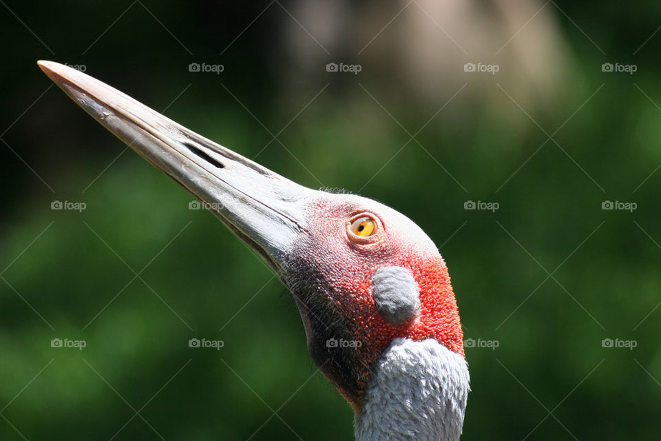 red eye bird feathers by kshapley