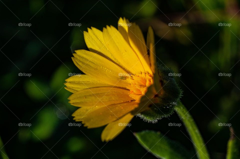 yellow flower macro