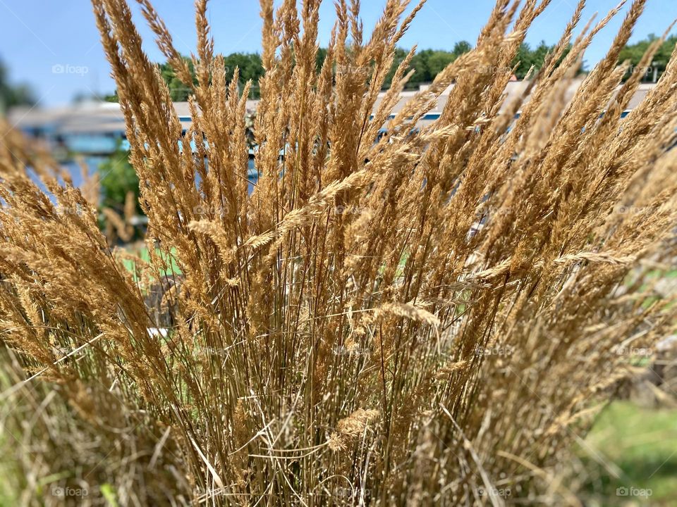 Golden-brown grasses swaying gently, indicating the approach of autumn.