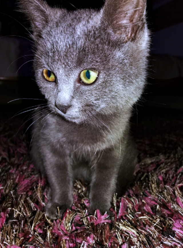🐈
