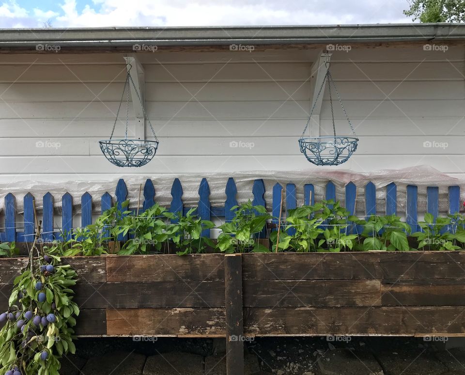 Hanging Plums on barnwood flower box 
