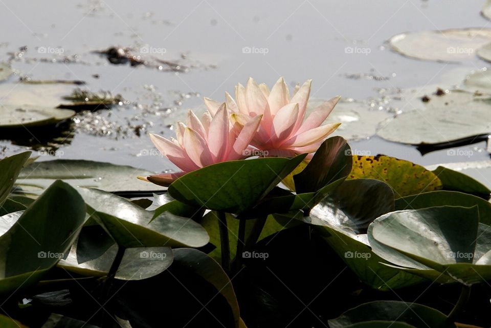 water lily