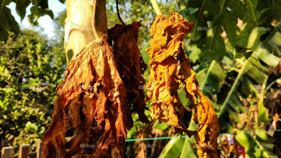 Folhagens secas. Plantações frutíferas no quintal. Background natural.