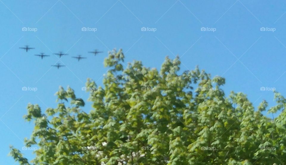 Nature, Leaf, Tree, Sky, Flora