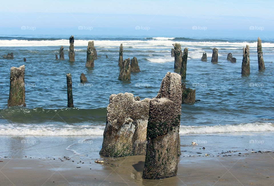 Stumps on scenic beach