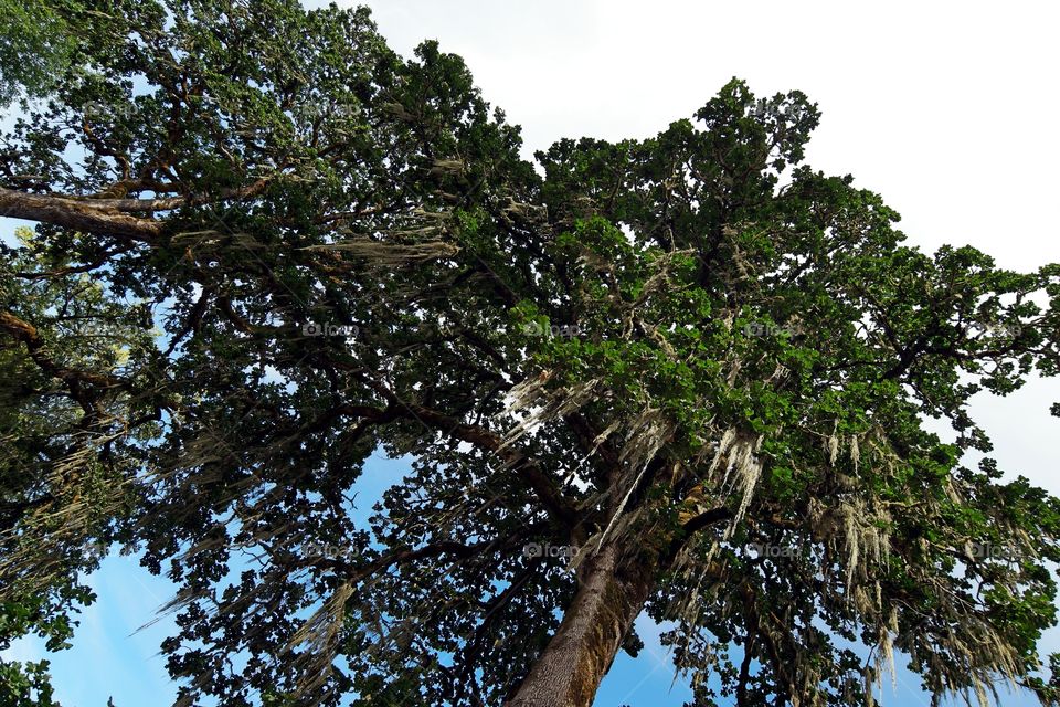 Old oaks and spanish moss