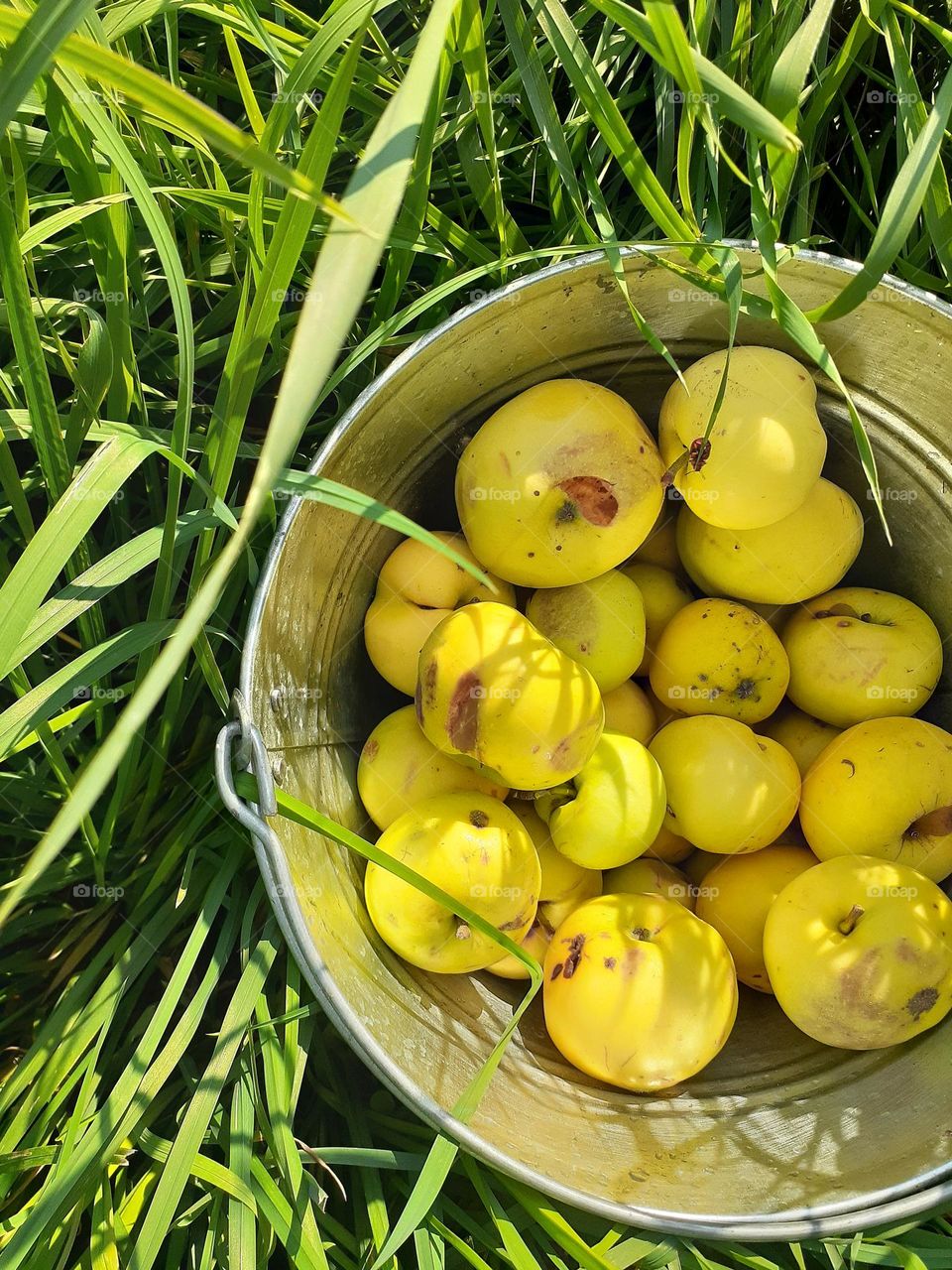 Ukrainian Apple