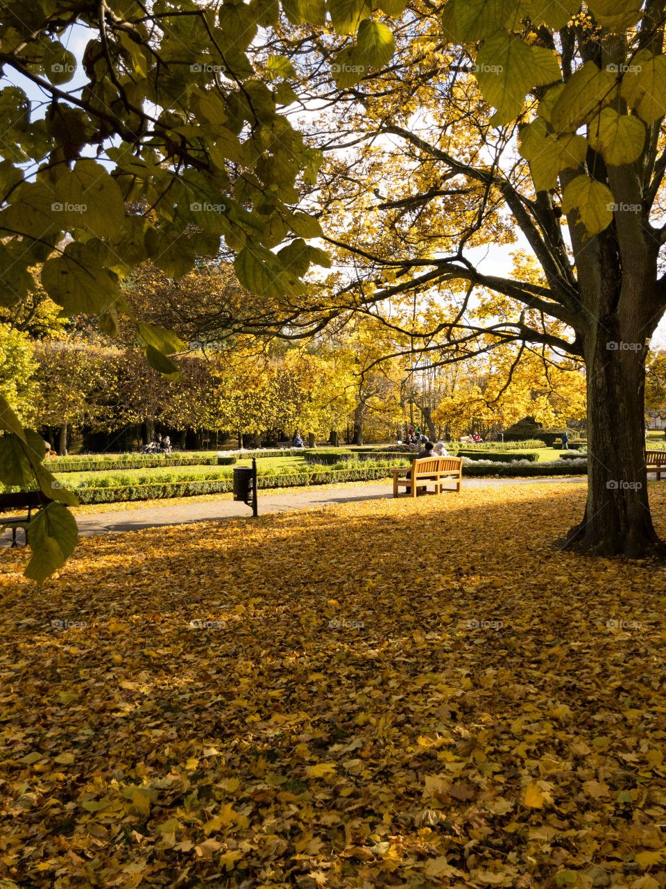 Autumn trees in the park