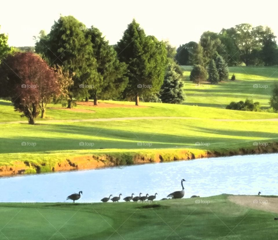 Geese family. While relaxing with friends, I saw this family of geese crossing the golf course.