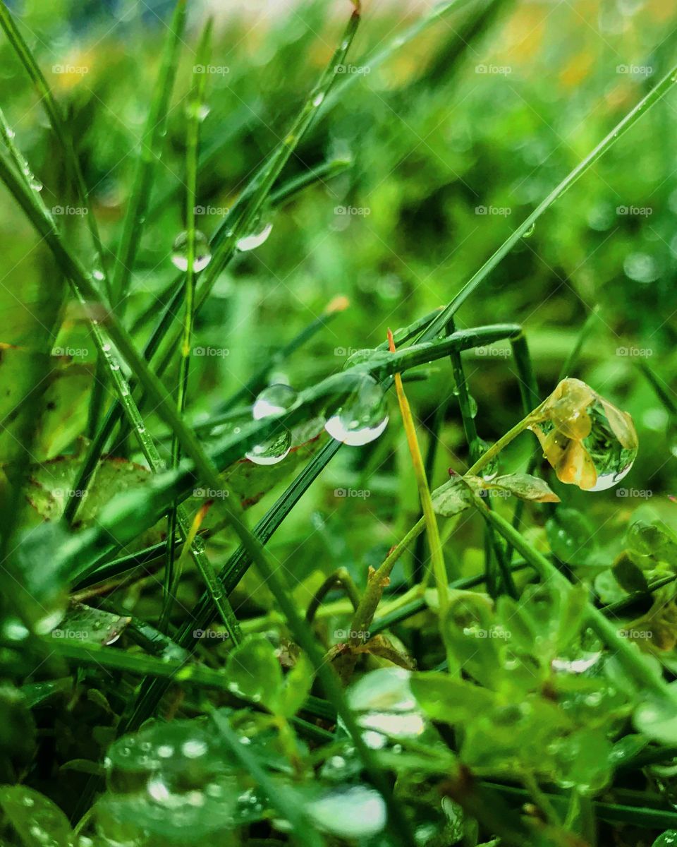 This is a very good close-up of grass with a very detailed raindrops shot with a macro lens