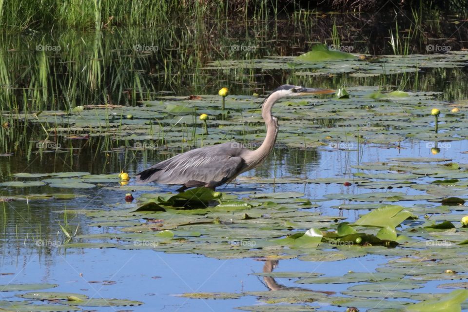 Heron on the hunt 2