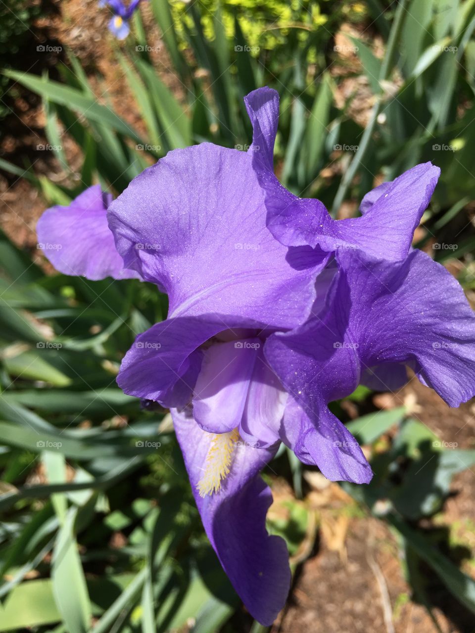 Purple iris