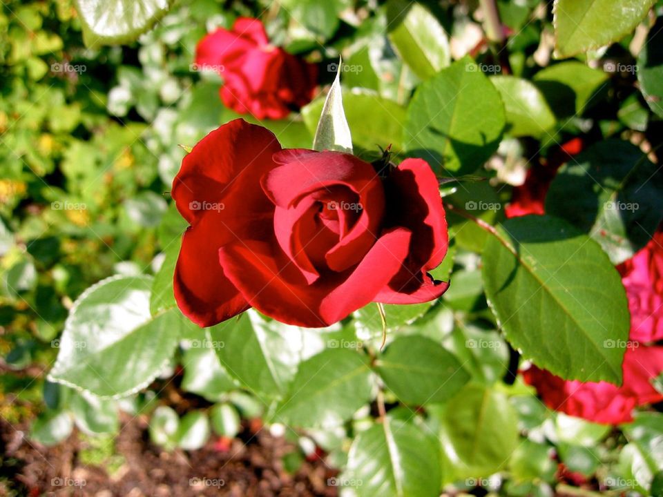 Deep red rose