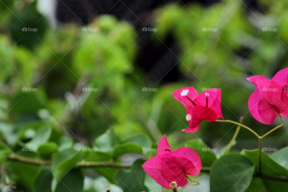 Bright pink flowers grow next to each other on a bush