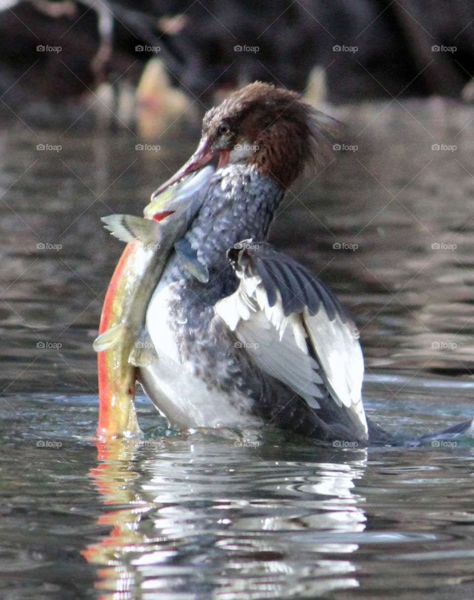 Merganser Duck with a Kokanee Salmon in her Mouth. This merganser was chasing and eating Salmon.