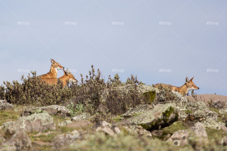 Ethiopian wolf 22