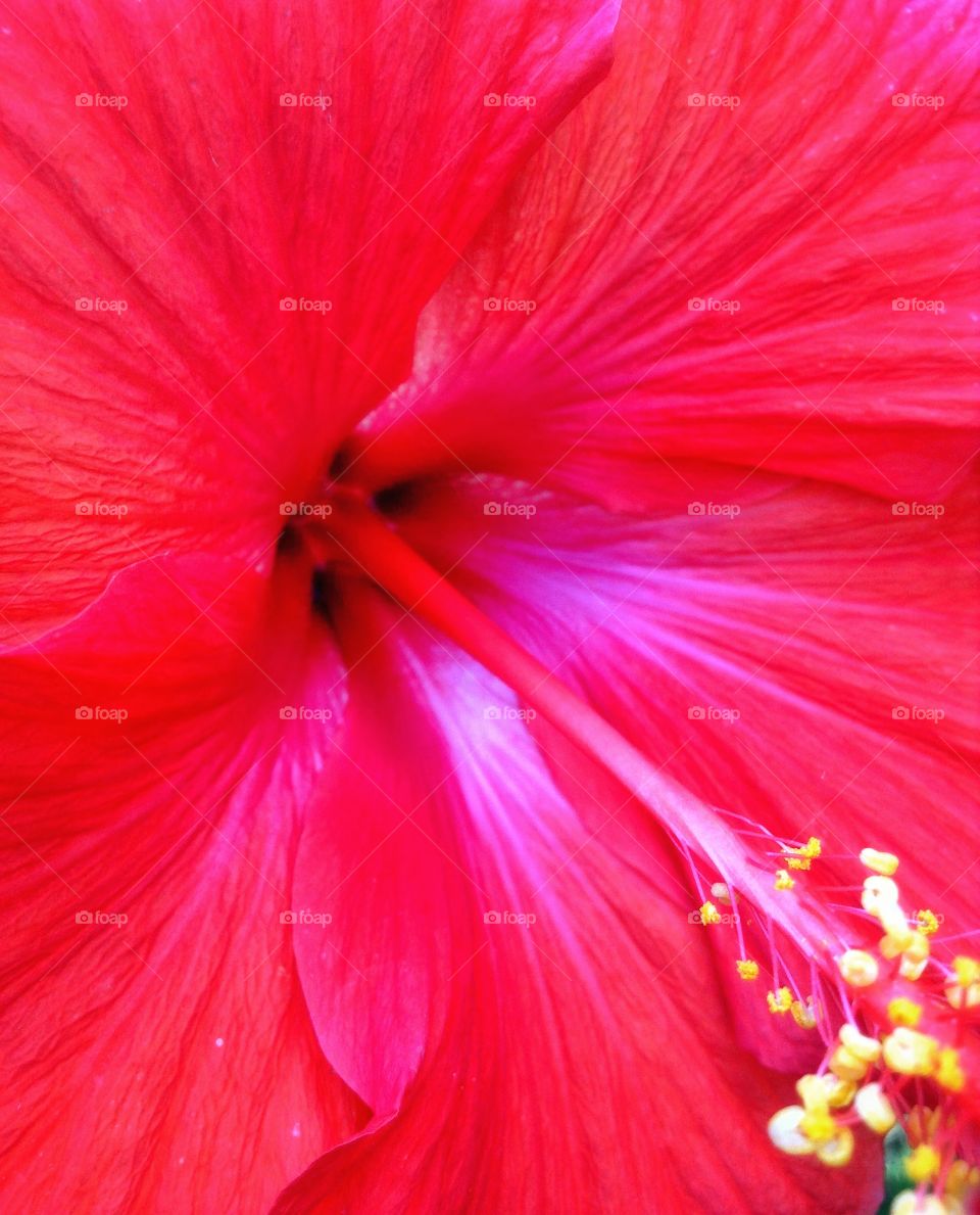 That tropical feeling.... Red hibiscus in full bloom.