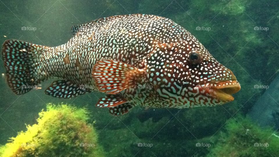 Fish in Aquarium 