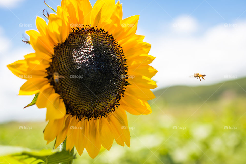 Bee flying to sweet nectar sunflower