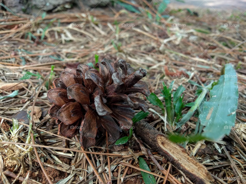 conifer cone/ pine cone in the garden