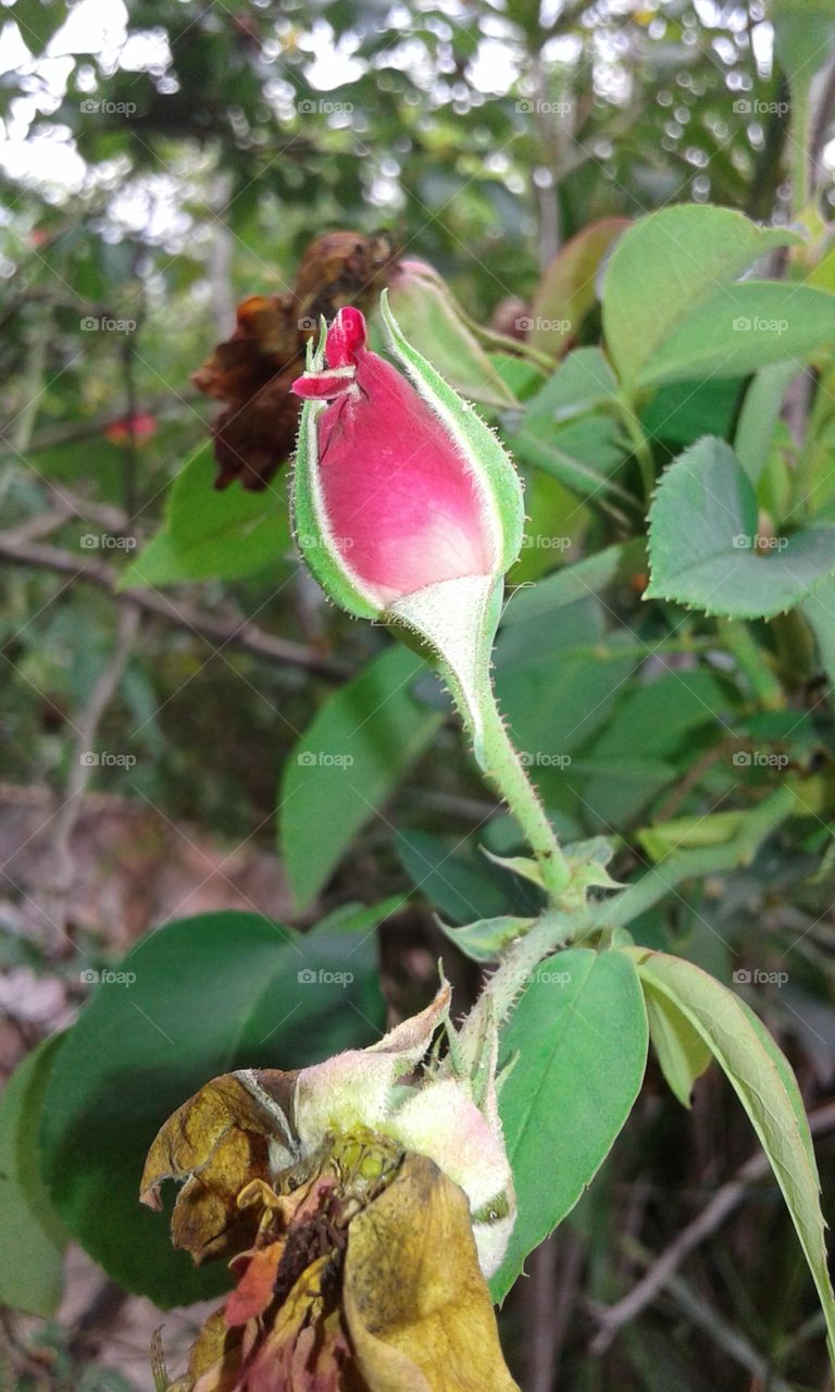 Rosebud